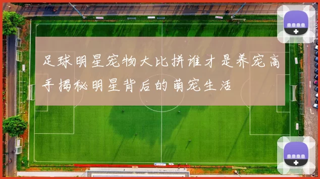足球明星宠物大比拼谁才是养宠高手揭秘明星背后的萌宠生活
